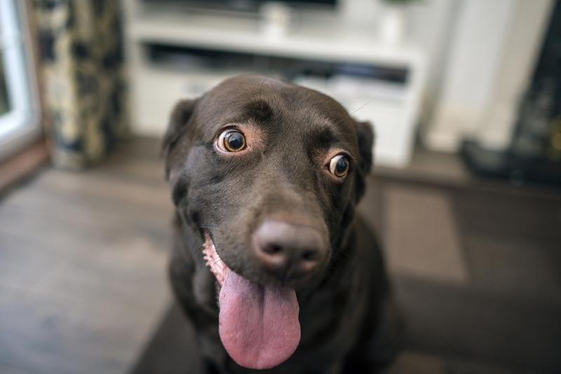 labrador retriever dog panting