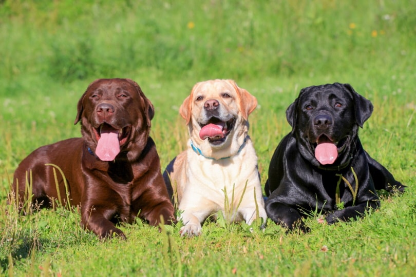 Labrador Retrievers in the grass