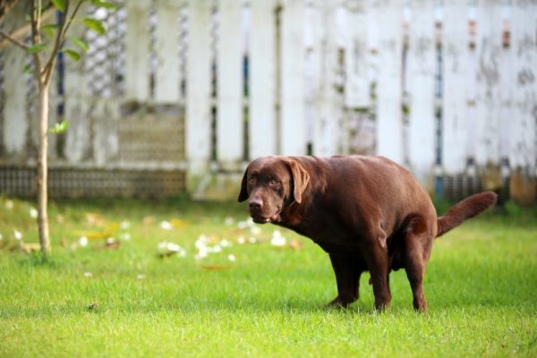 Labrador Retriever pooping on the grass