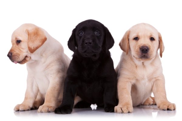 labrador retriever puppies on white background