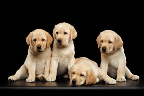 labrador retriever puppies sitting