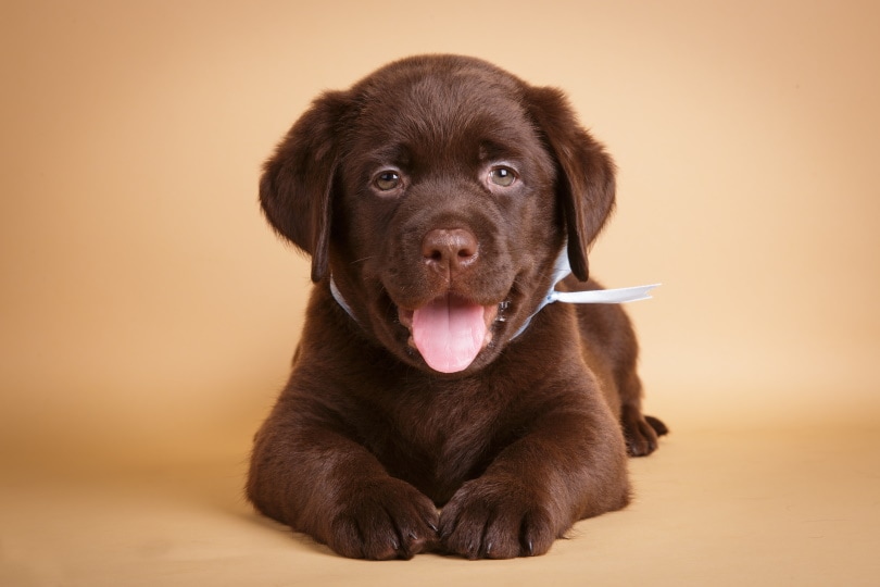 labrador retriever puppy