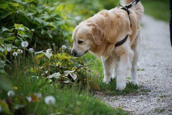 labrador retriever smelling grass