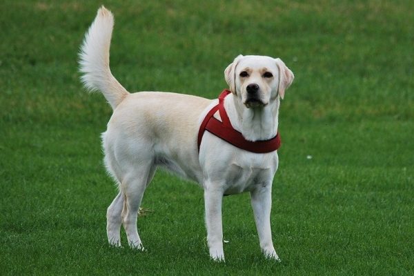 labrador retriever standing on green meadow