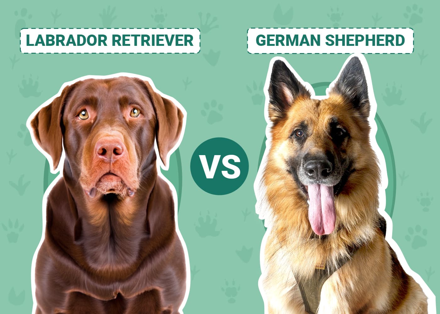 Labrador Retriever vs. German Shepherd The Comparison (With Pictures