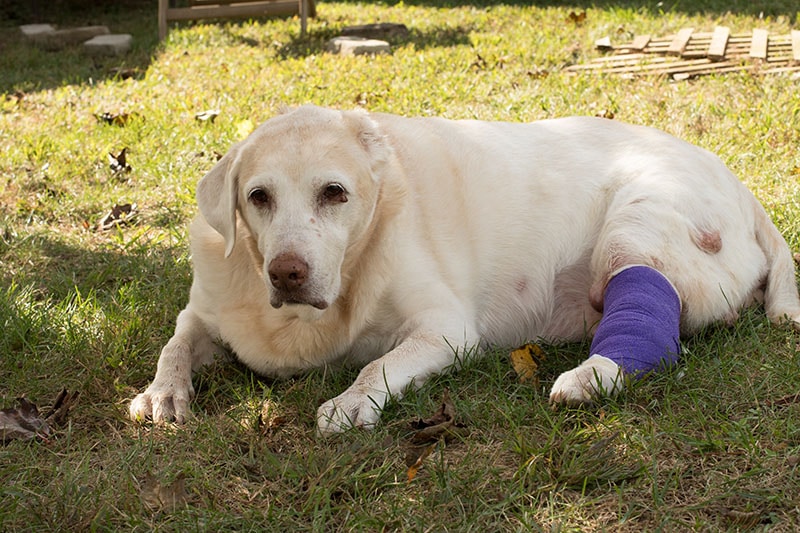 labrador retriever with mast cell tumor