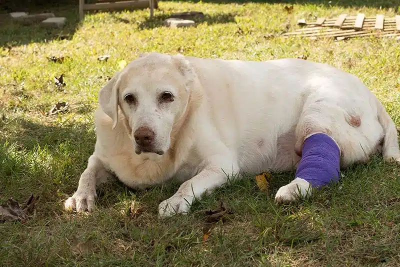 labrador retriever dog with mast cell tumor
