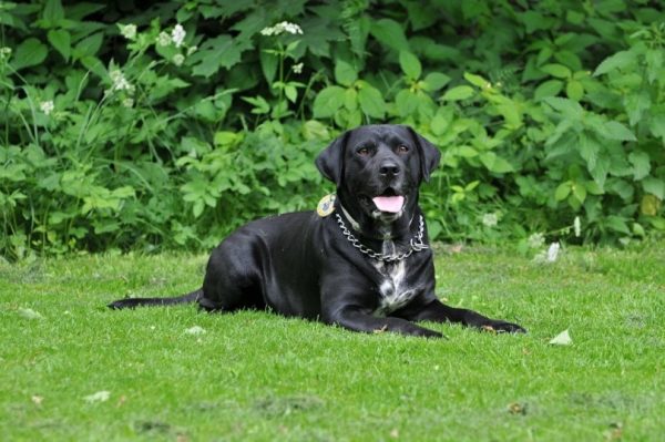 labrador-retriever