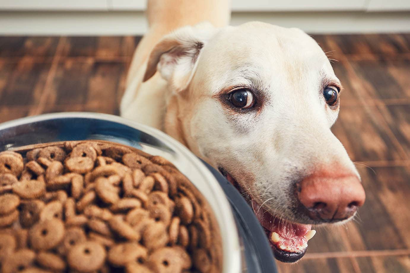 labrador with its food close up