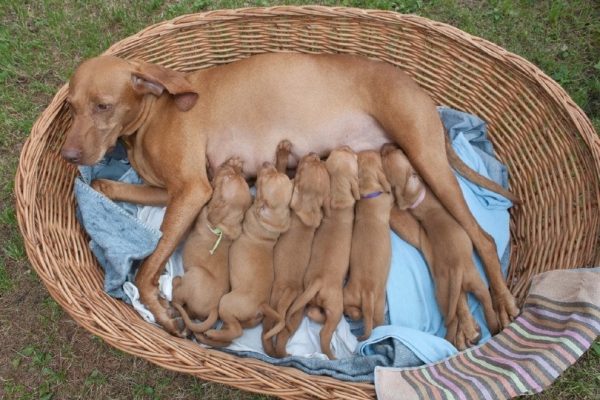 lactating female vizsla