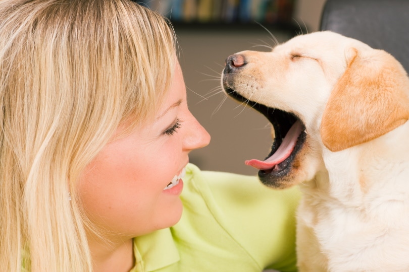 larador retriever puppy yawning