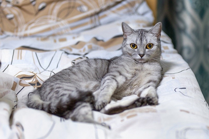 large-British-Shorthair-gray-striped-cat_DIP-500_shutterstock