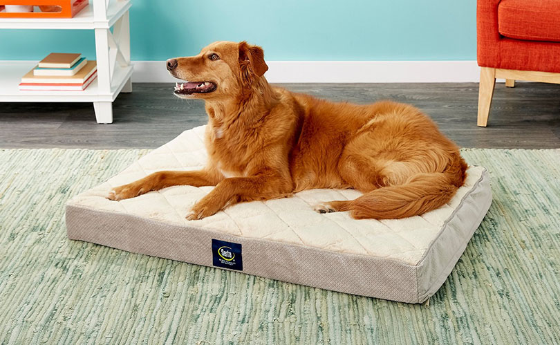 large dog lying on his bed at home