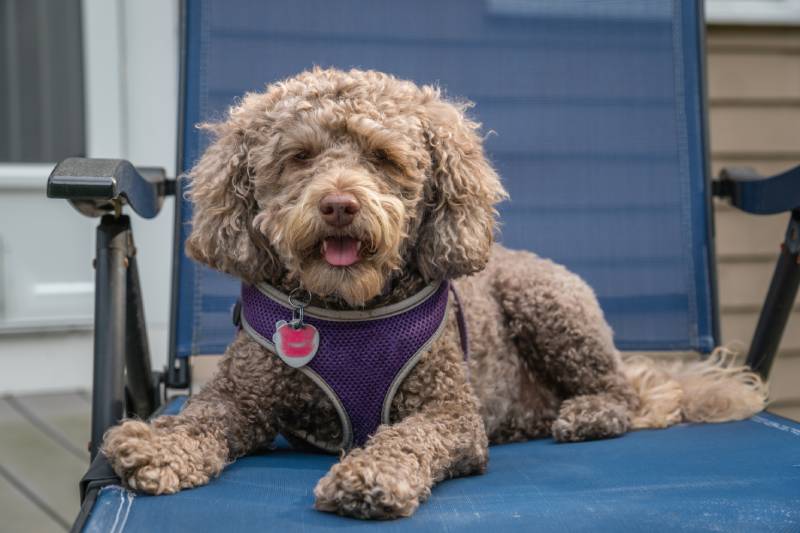 lavender labradoodle dog