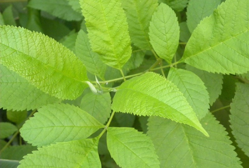 leaves of Slippery elm tree