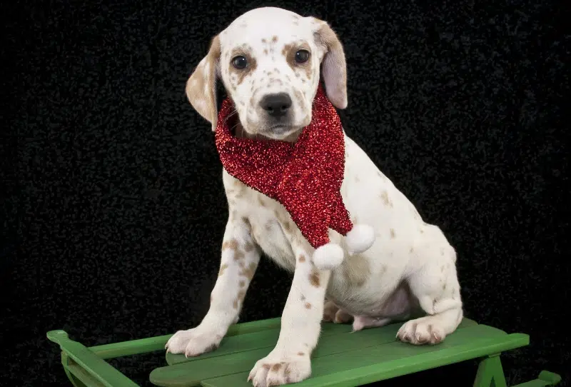 lemon dalmatian puppy wearing a scarf sitting on a sled