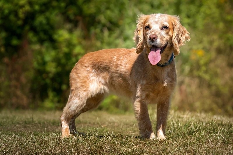 lemon roan cocker spaniel