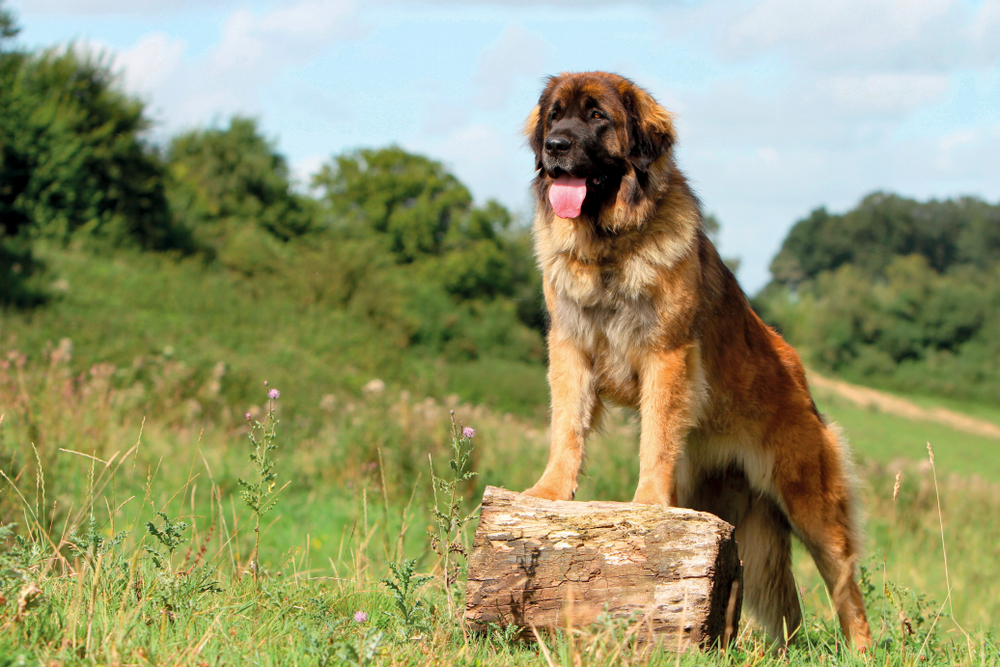 leonberger dog standing on a log outdoors