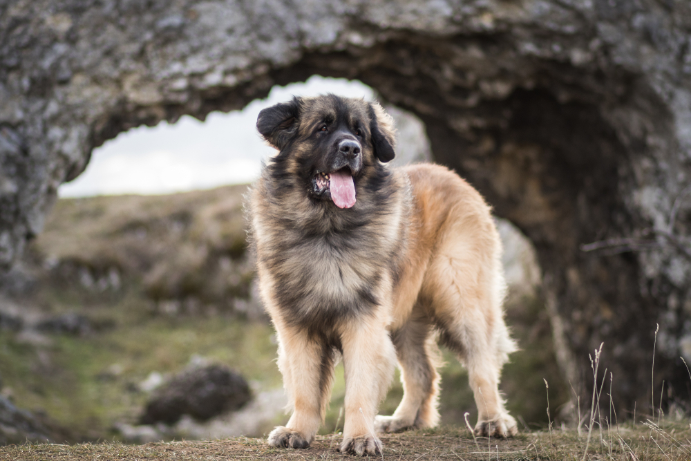 leonberger dog with its tongue out