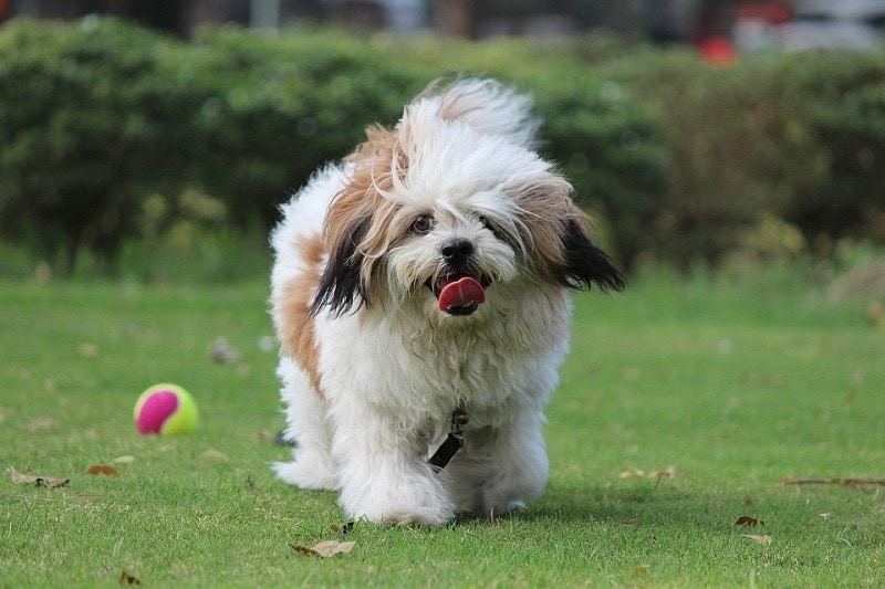 lhasa apso playing in the garden