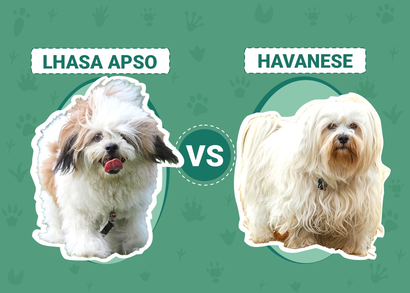 Lhasa Apso vs Havanese