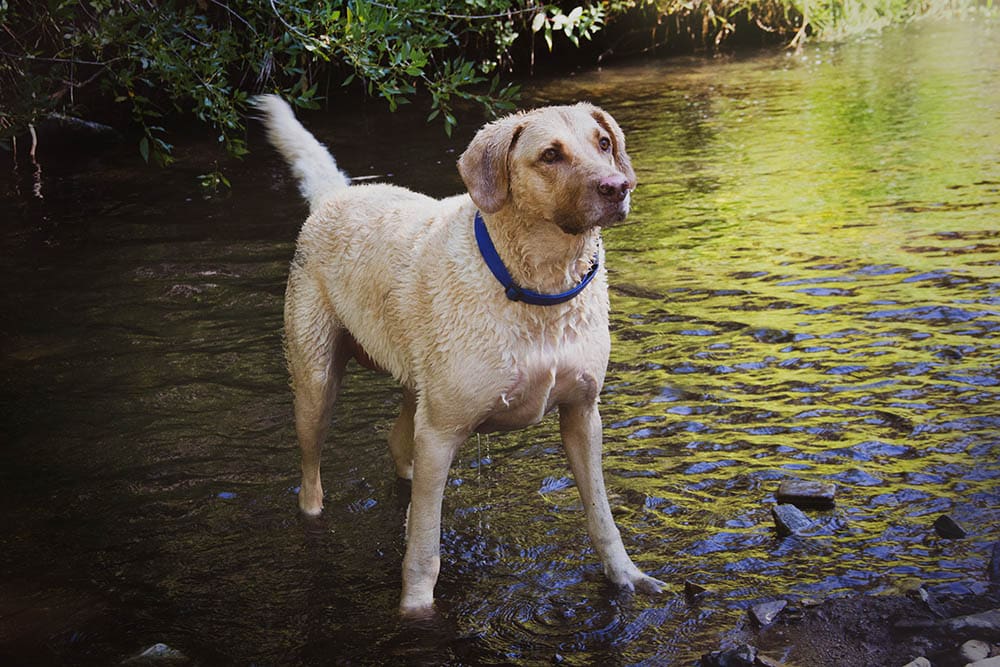 light colored female Chesapeake Bay Retriever