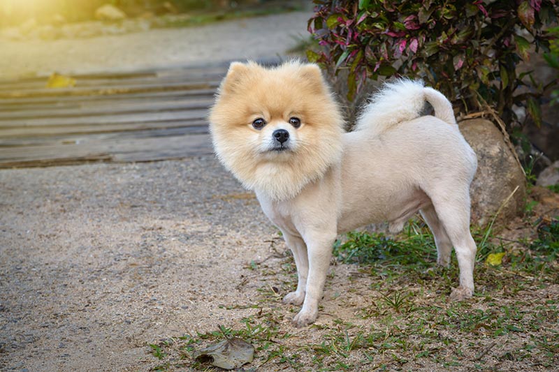 lion like haircut of a pomeranian