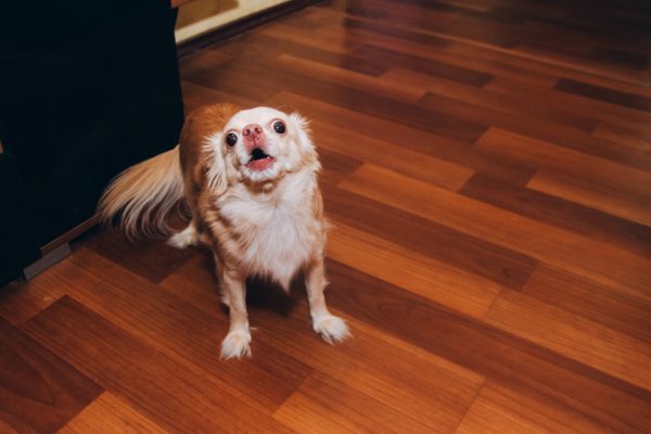 little dog barking at home