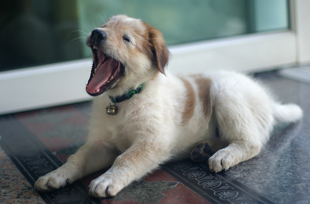 little dog yawning