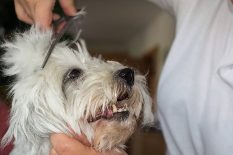 little white havanese dog at the groomers