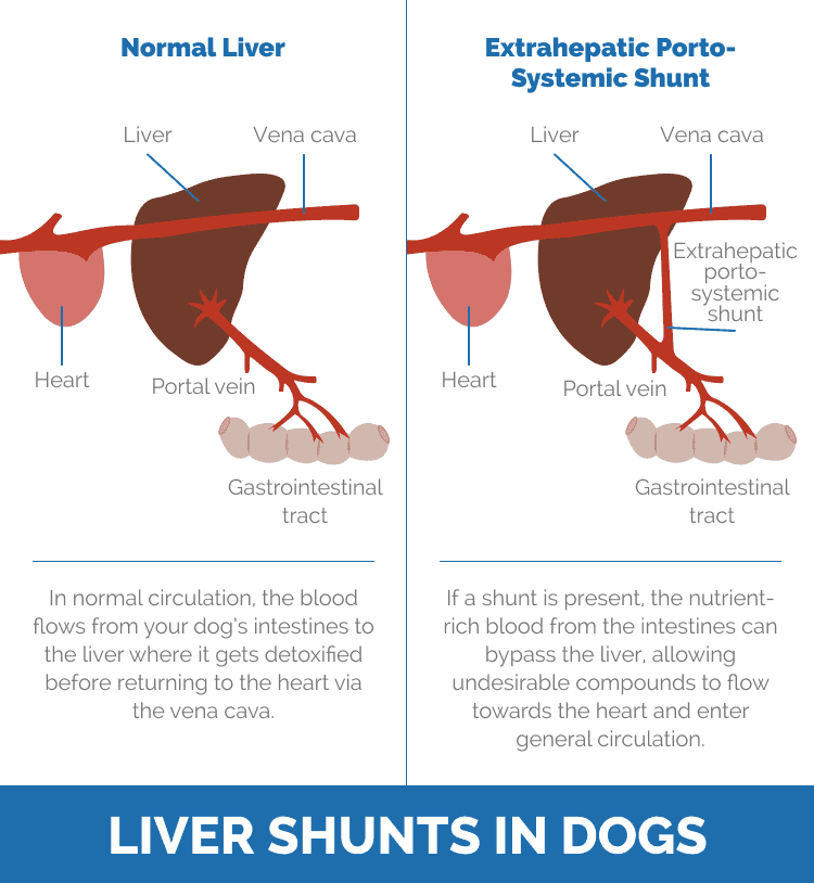 Liver shunts in dogs