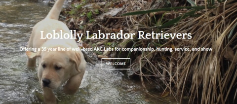 loblolly labrador logo