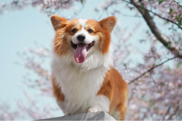 long-haired corgi