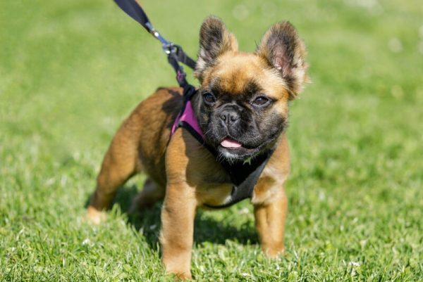 long haired french bulldog, fluffy french bulldog