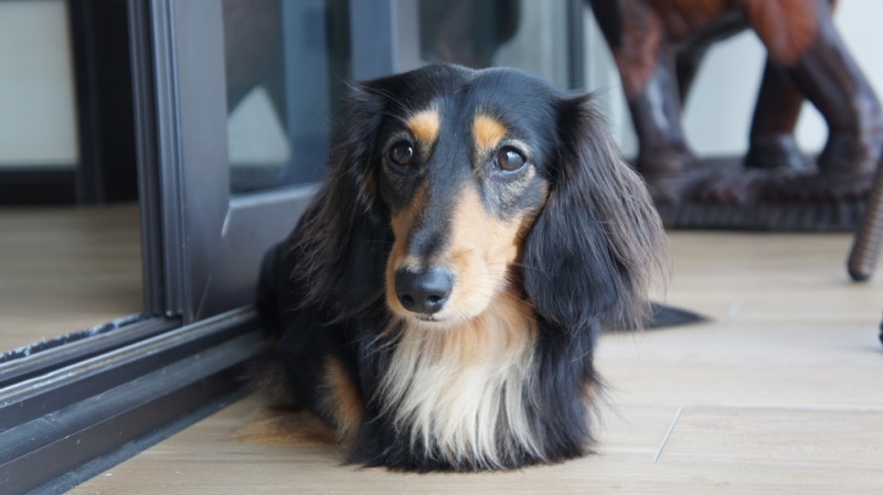 long haired mini duchshund lying