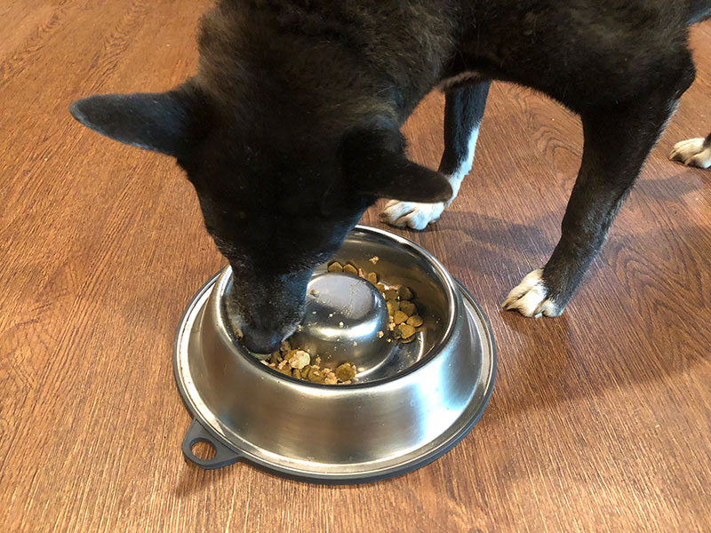 lorraina eating nutricanine turkey recipe