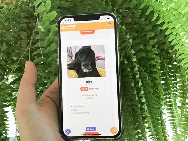 lost dog on lost my doggie site