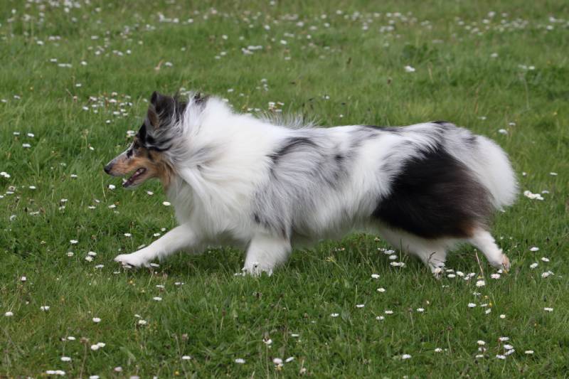 lovely blue merle Shetland Sheepdog running in a park
