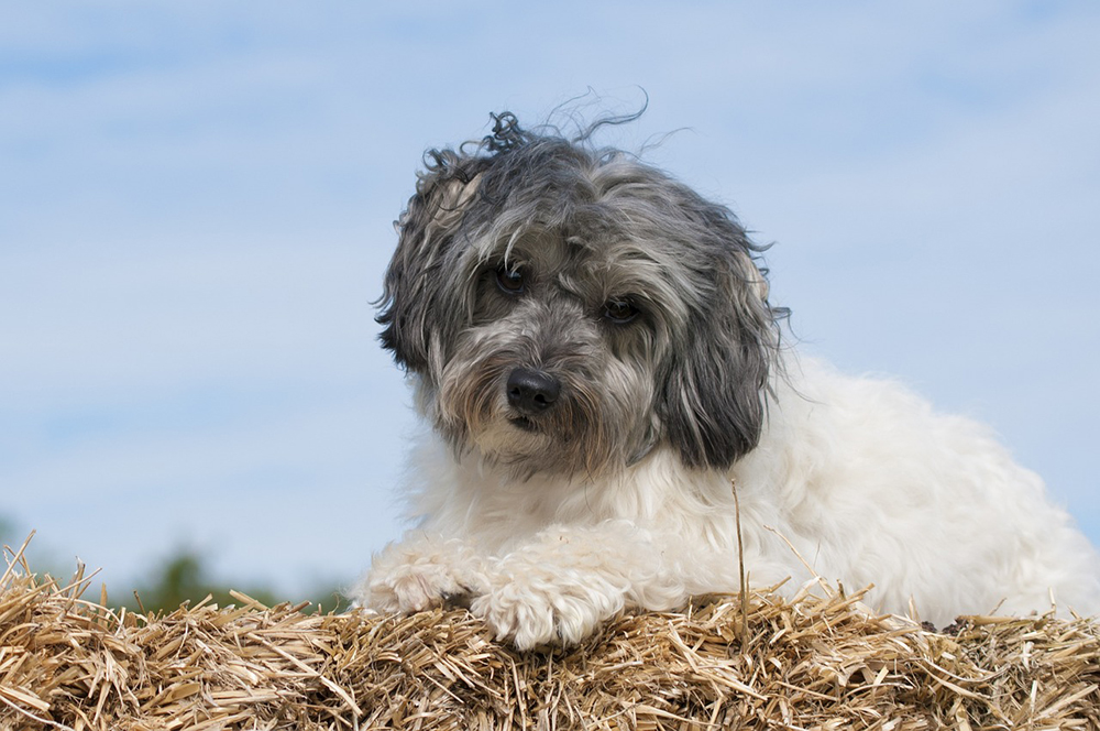 lowchen dog on the hay