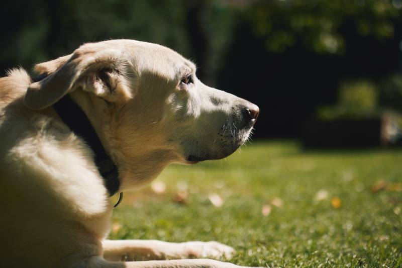 loyal old dog waiting on back yard