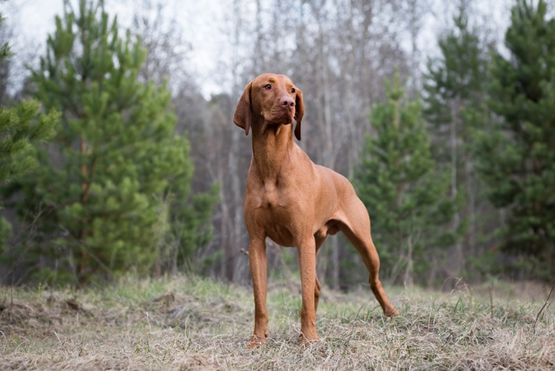 magyar vizsla dog standing on grass