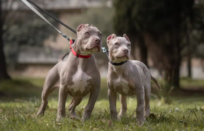 Male and female American Bully XL puppy dogs on leashes outdoors