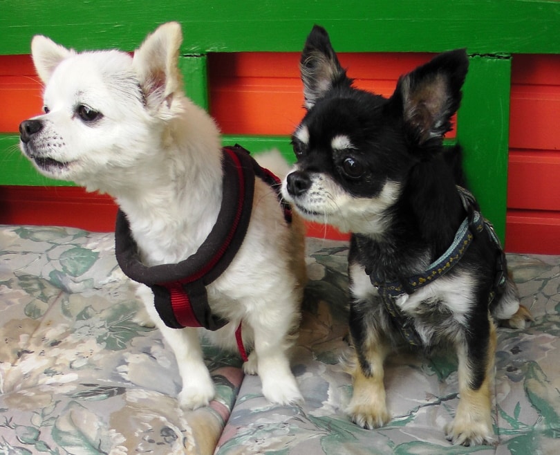 male and female chihuahua