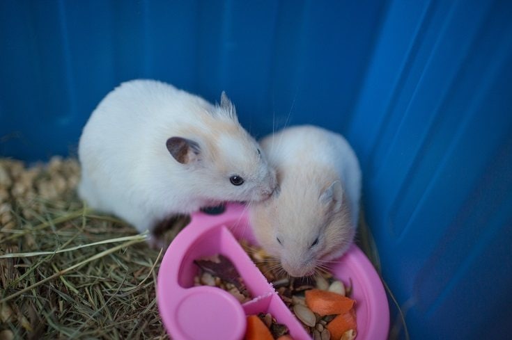 male and female hamster