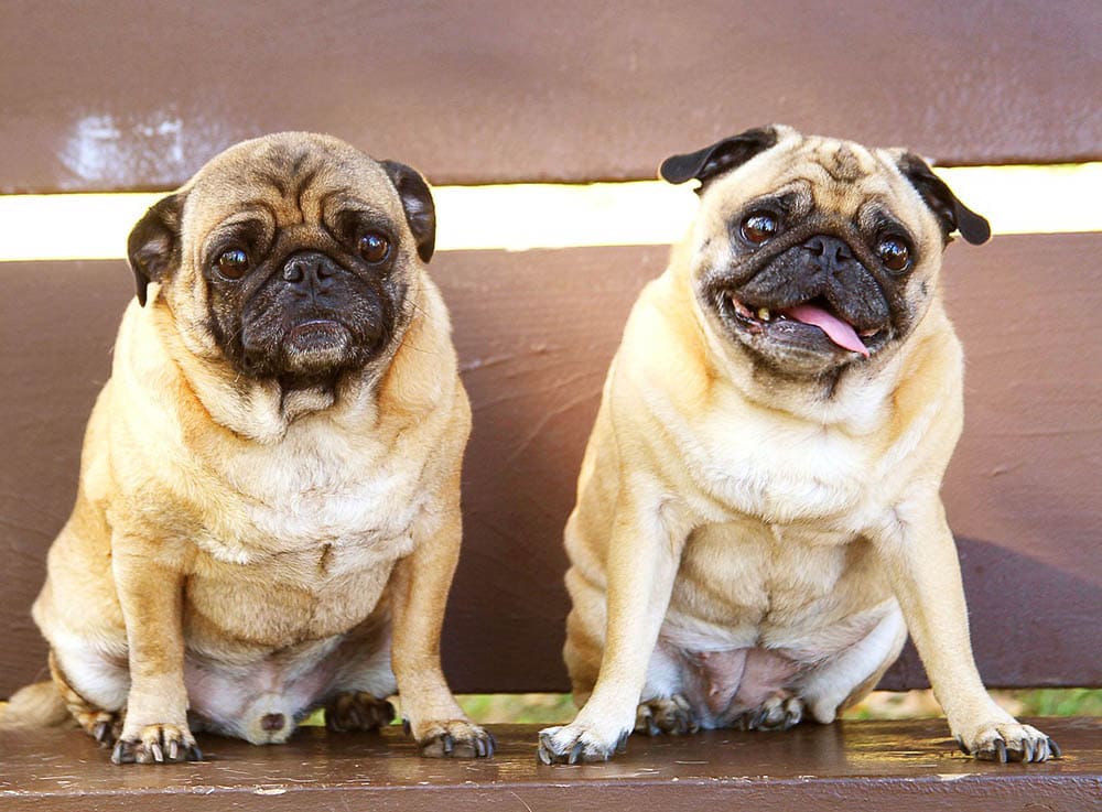 male and female pugs
