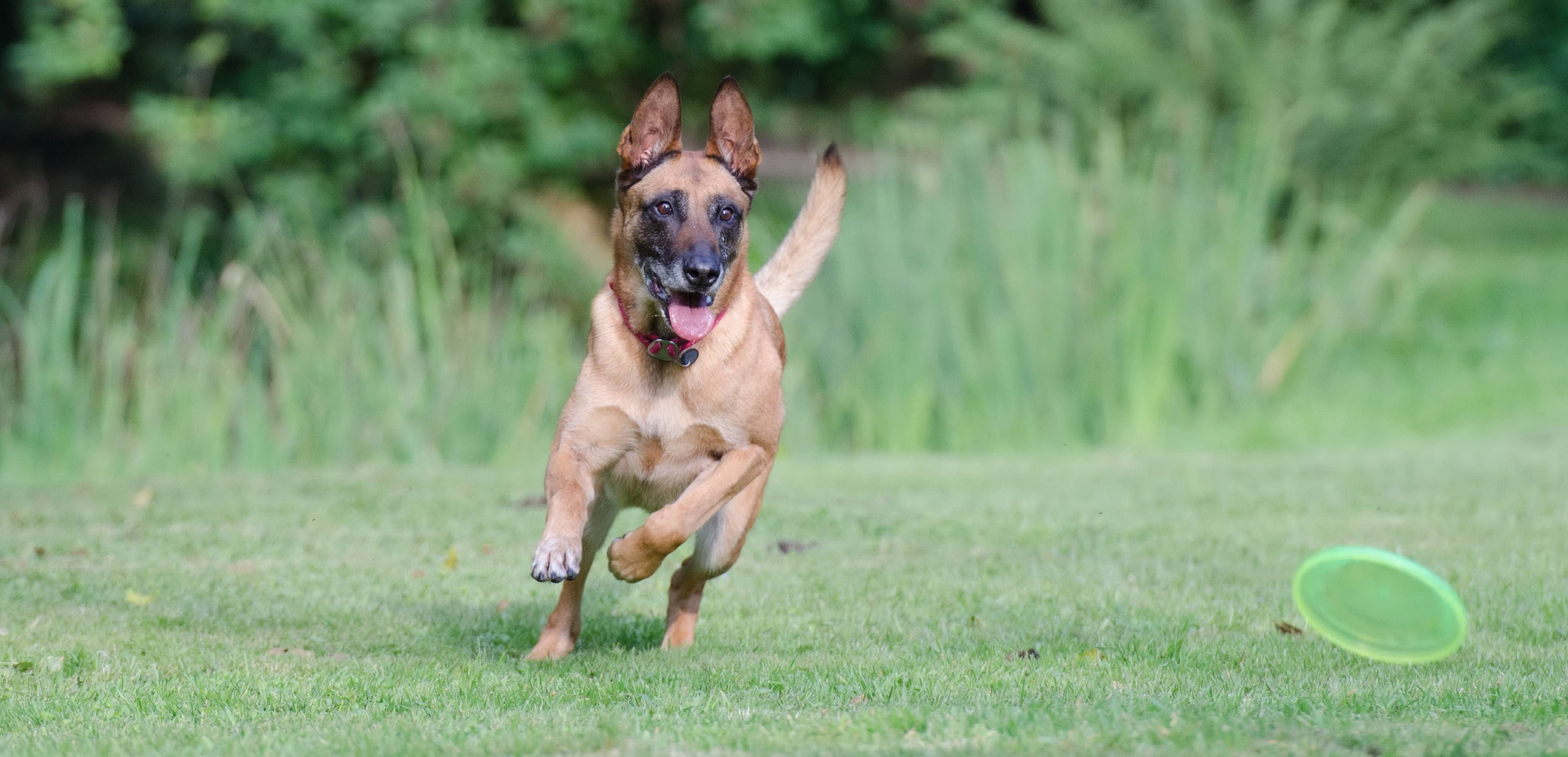 male belgian malinois playing on grass