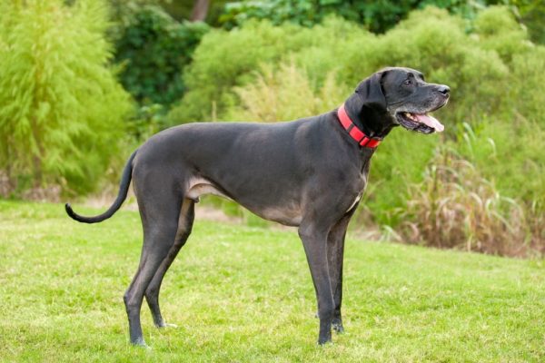 male black great dane