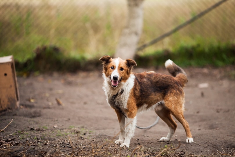 male border collie standing