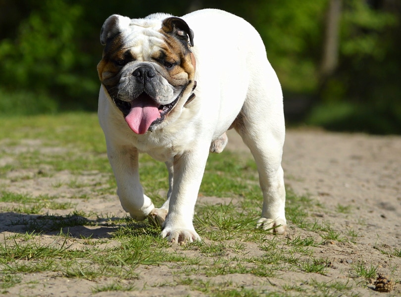 male bulldog walking