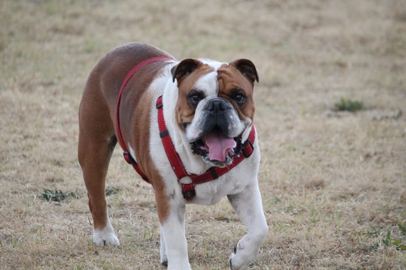 male bulldog